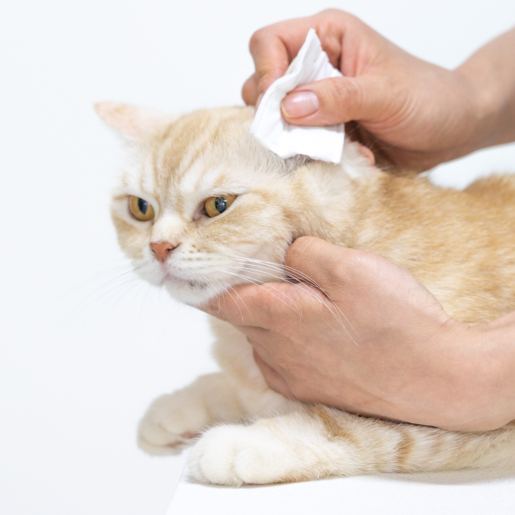INOOM CAT EAR CLEANER